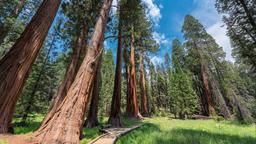 Sequoia National Park: житло в оренду