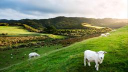 Південний острів (Нова Зеландія): житло в оренду